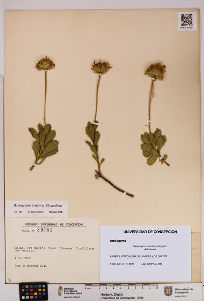 Haplopappus maulinus [Espécimen: UDEC:CONC:0089781]
