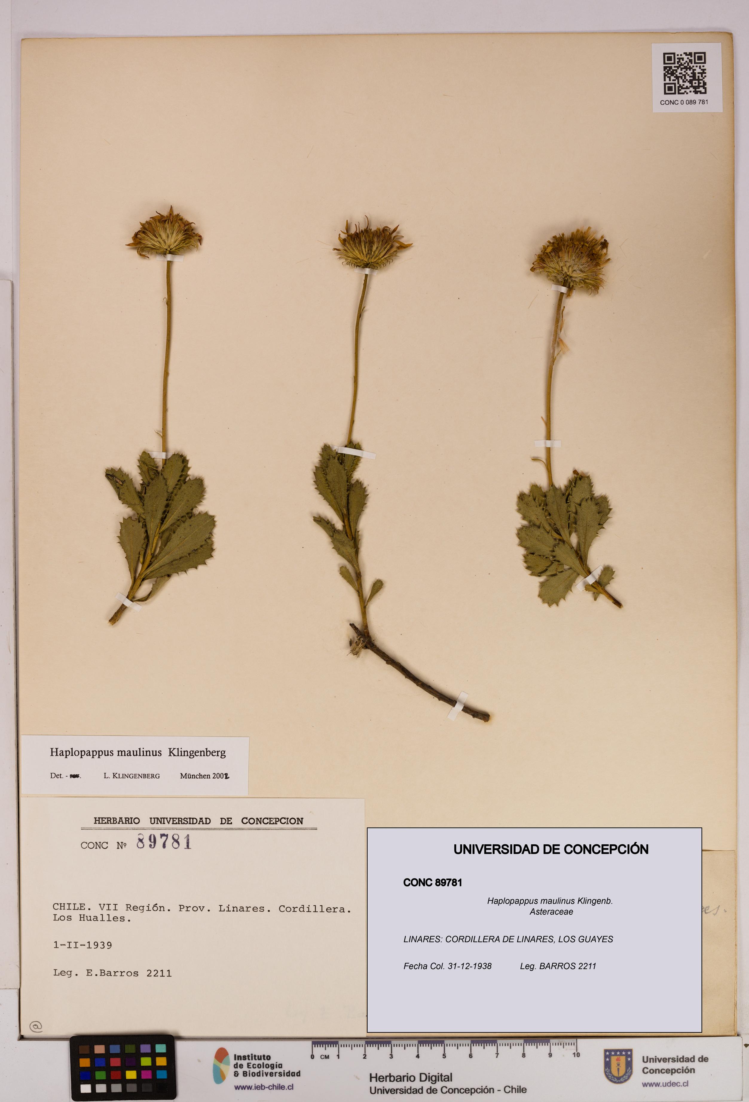 Haplopappus maulinus [Espécimen: UDEC:CONC:0089781]