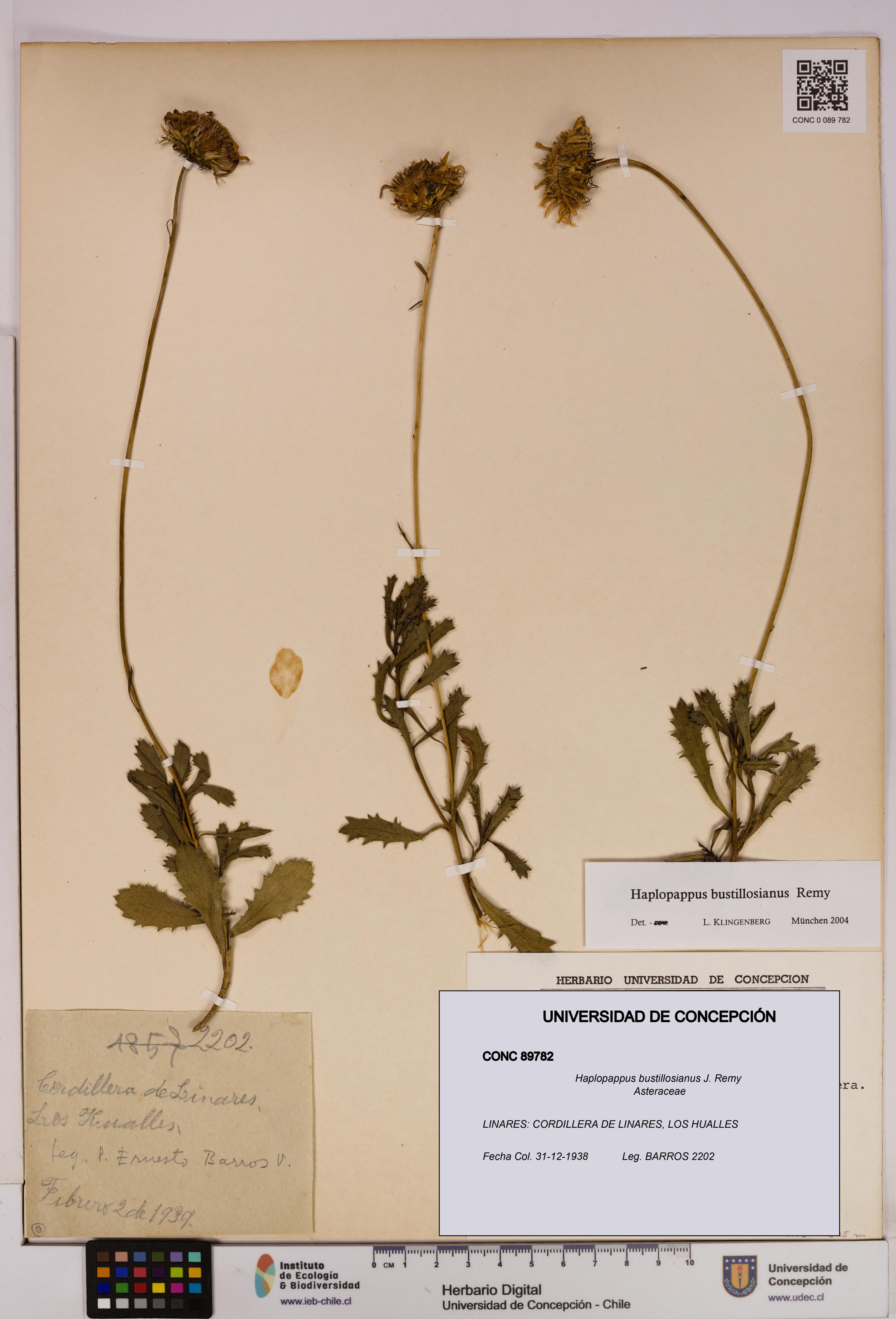 Haplopappus bustillosianus [Espécimen: UDEC:CONC:0089782]