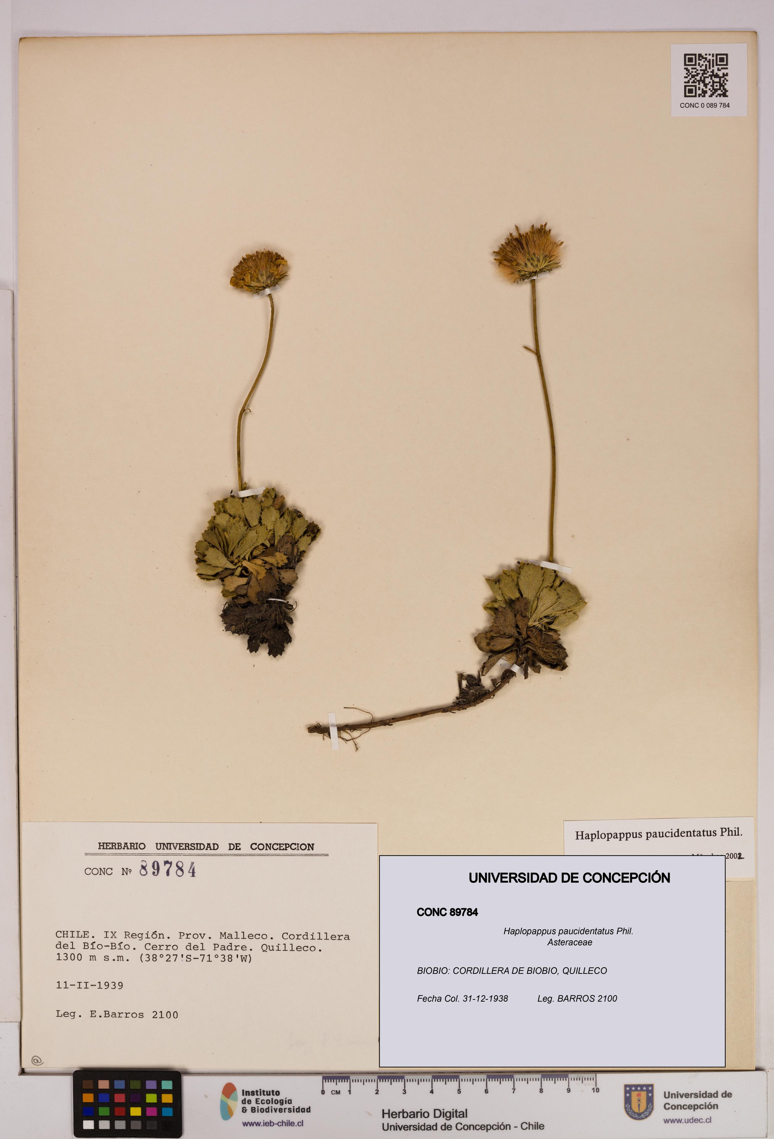 Haplopappus paucidentatus [Espécimen: UDEC:CONC:0089784]