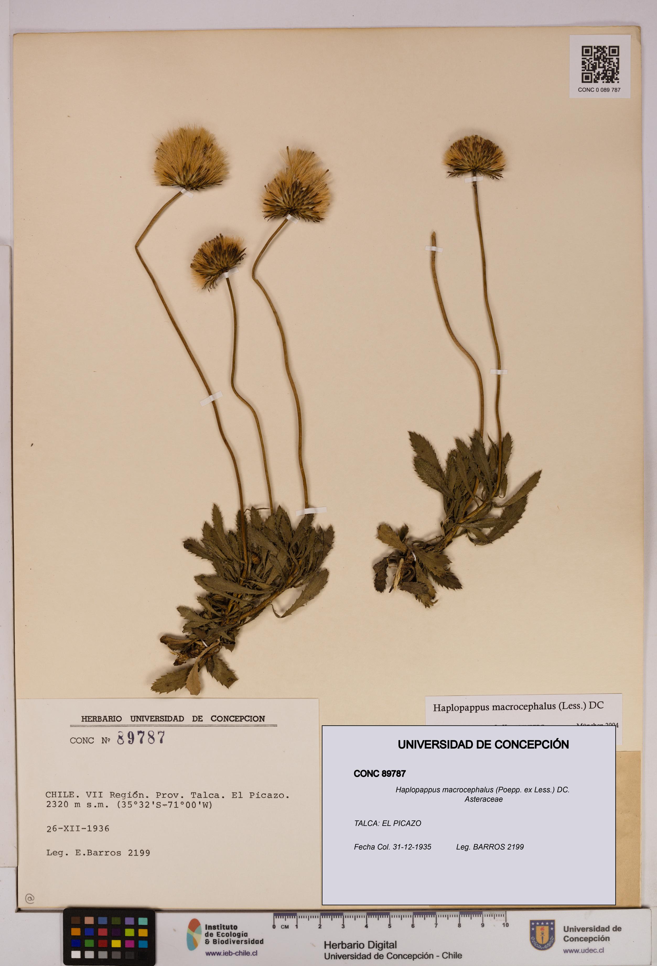 Haplopappus macrocephalus [Espécimen: UDEC:CONC:0089787]