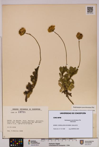 Haplopappus paucidentatus [Espécimen: UDEC:CONC:0089788]