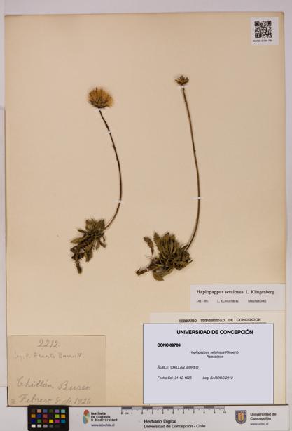 Haplopappus setulosus [Espécimen: UDEC:CONC:0089789]