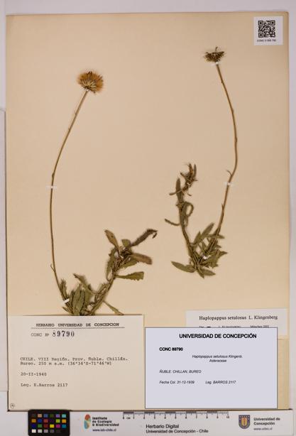 Haplopappus setulosus [Espécimen: UDEC:CONC:0089790]