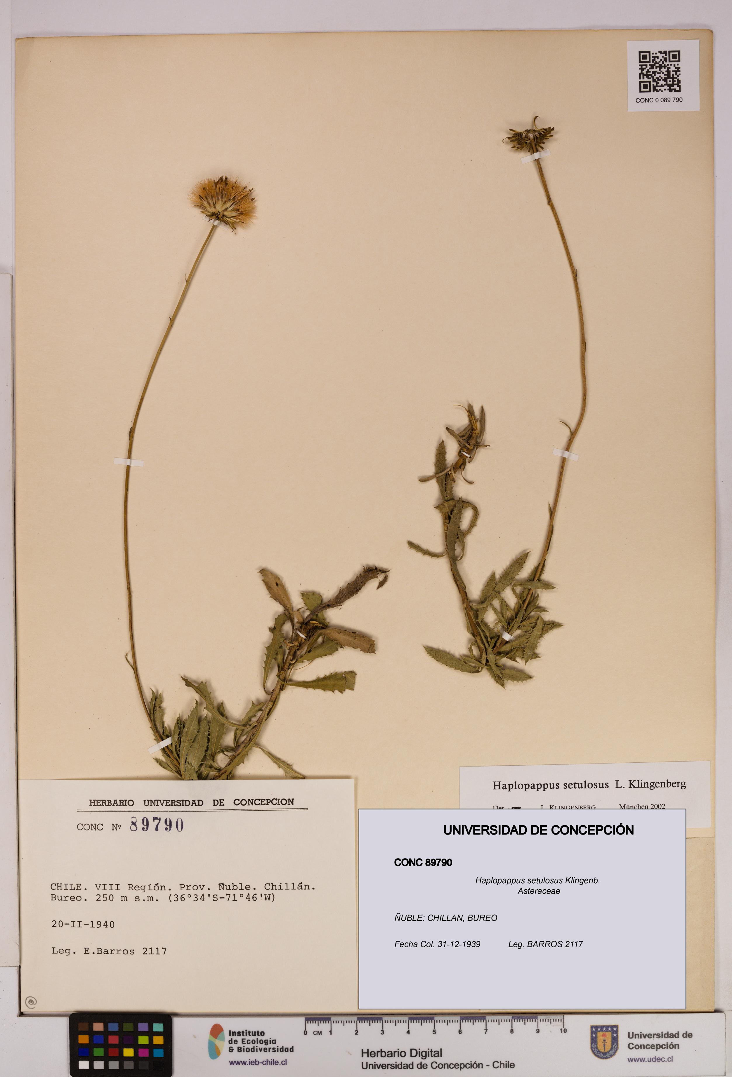 Haplopappus setulosus [Espécimen: UDEC:CONC:0089790]