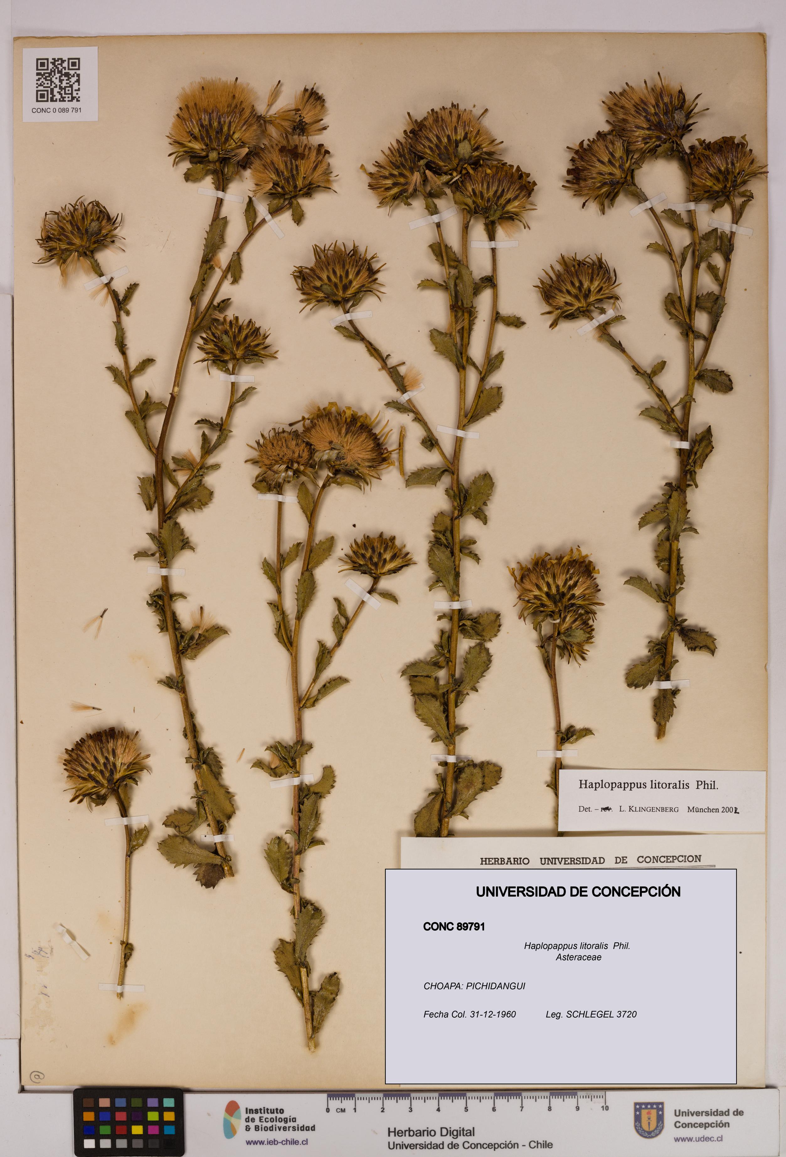 Haplopappus litoralis [Espécimen: UDEC:CONC:0089791]