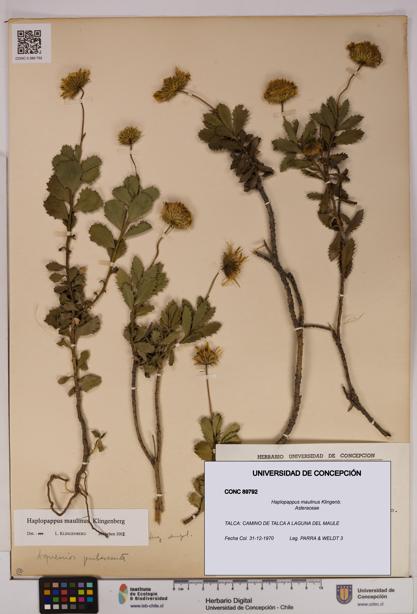 Haplopappus maulinus [Espécimen: UDEC:CONC:0089792]