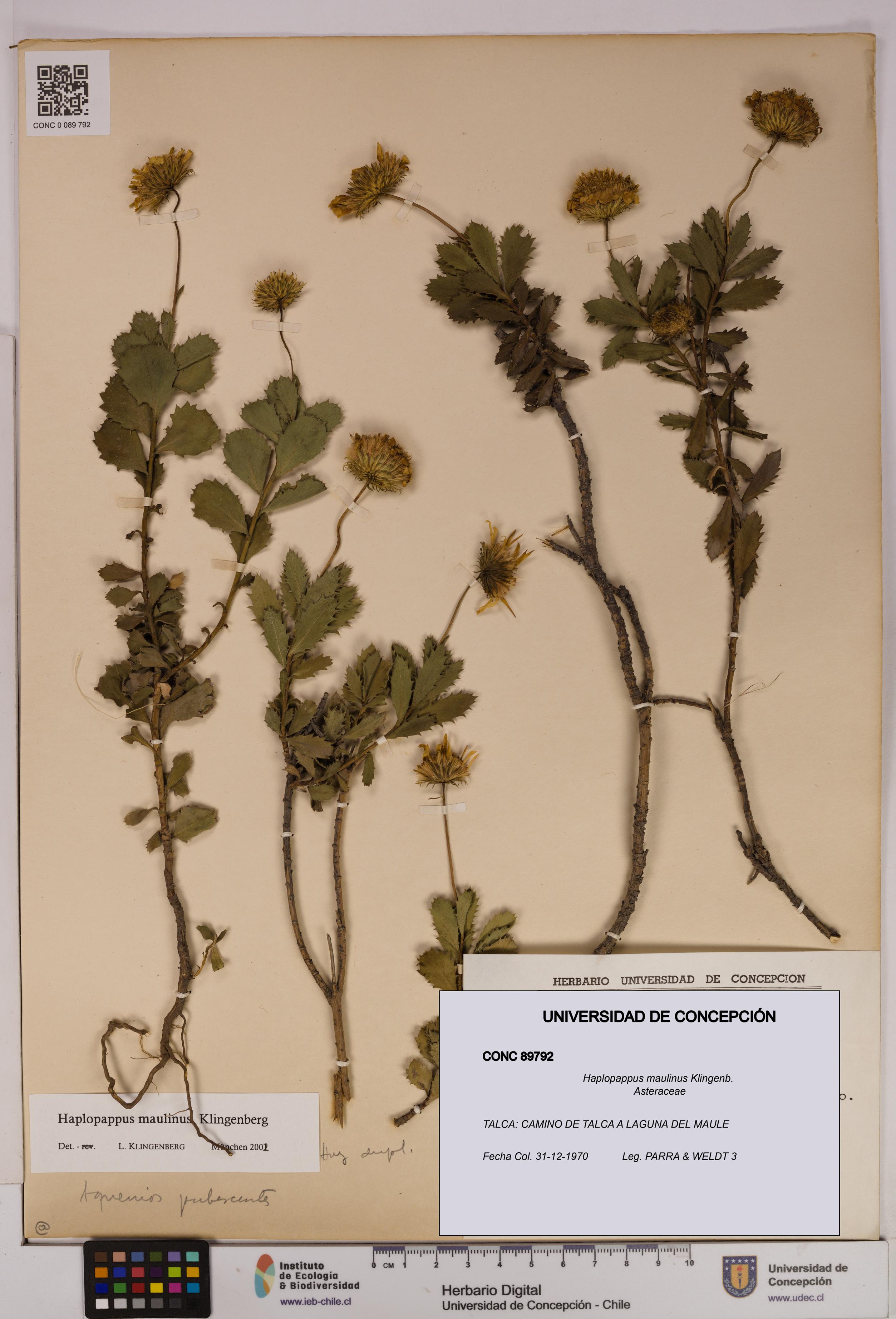 Haplopappus maulinus [Espécimen: UDEC:CONC:0089792]