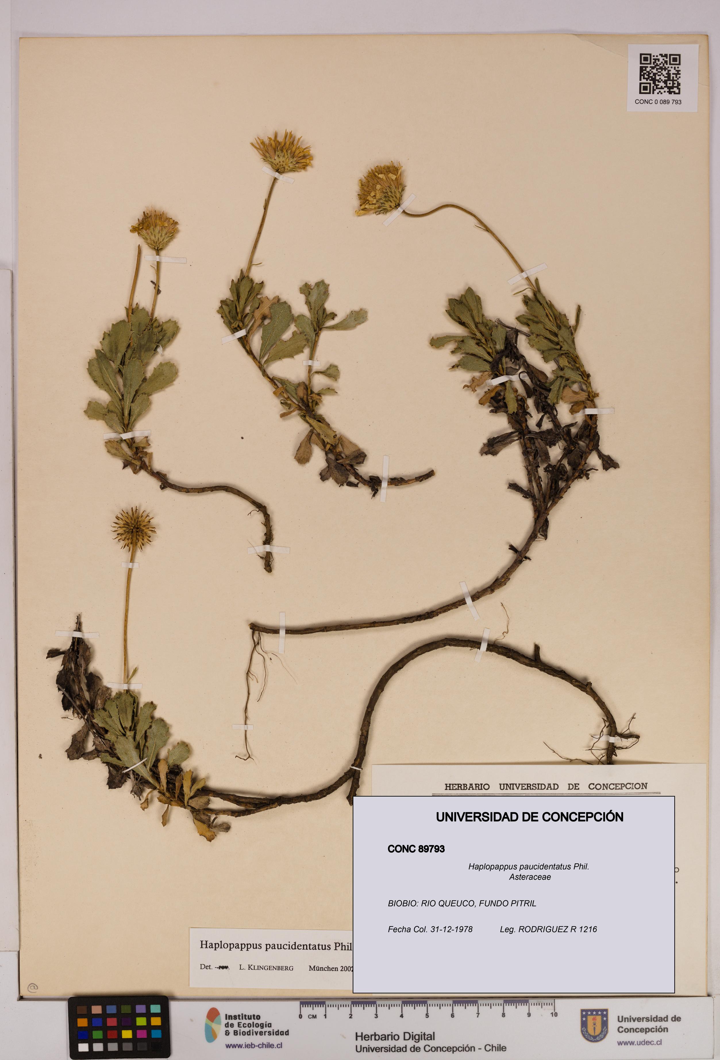 Haplopappus paucidentatus [Espécimen: UDEC:CONC:0089793]