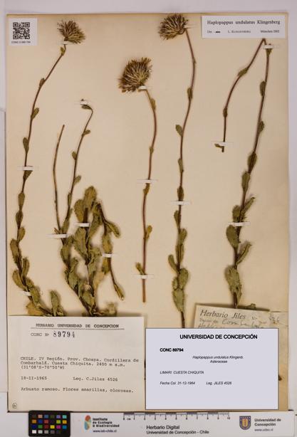 Haplopappus undulatus [Espécimen: UDEC:CONC:0089794]