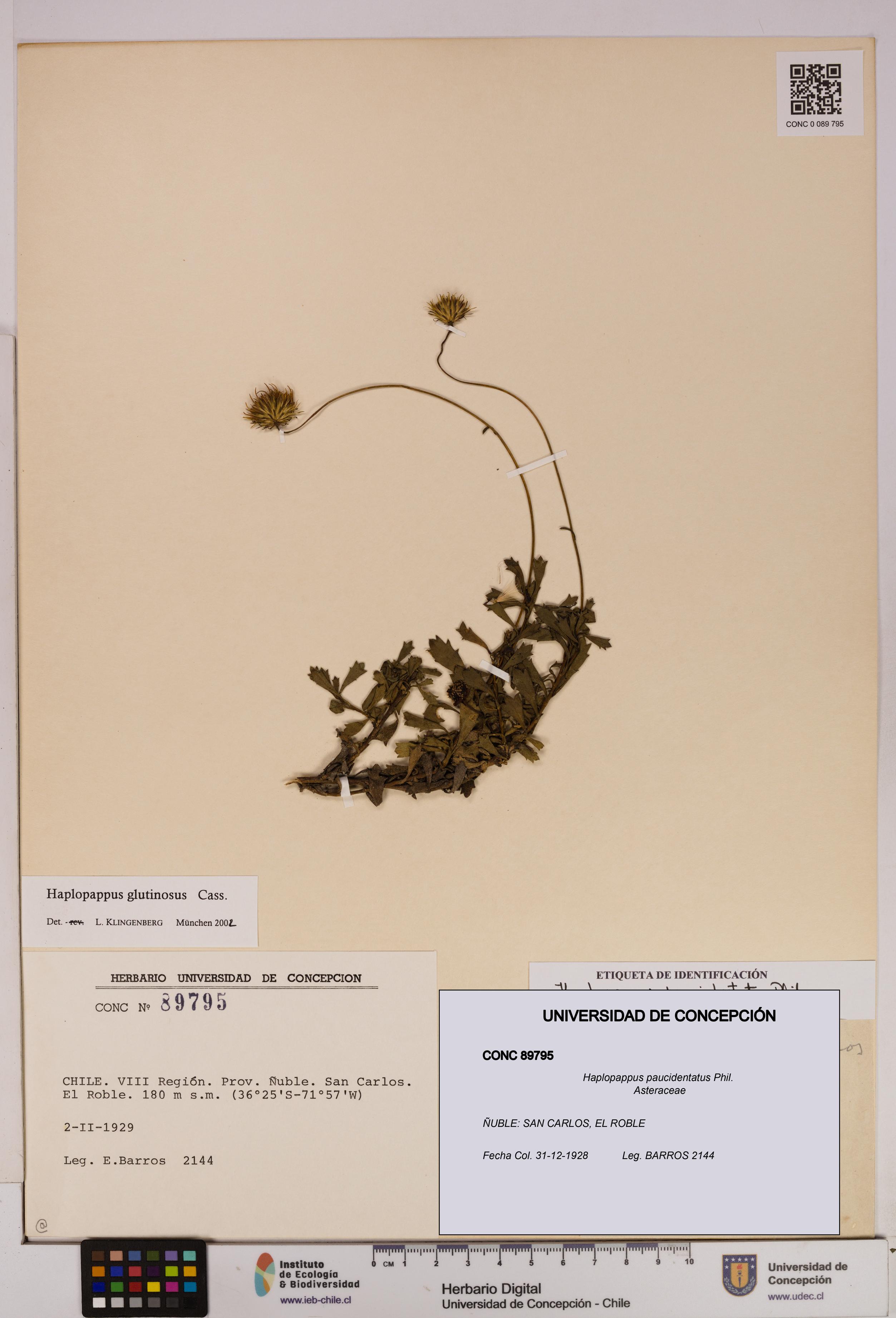 Haplopappus paucidentatus [Espécimen: UDEC:CONC:0089795]
