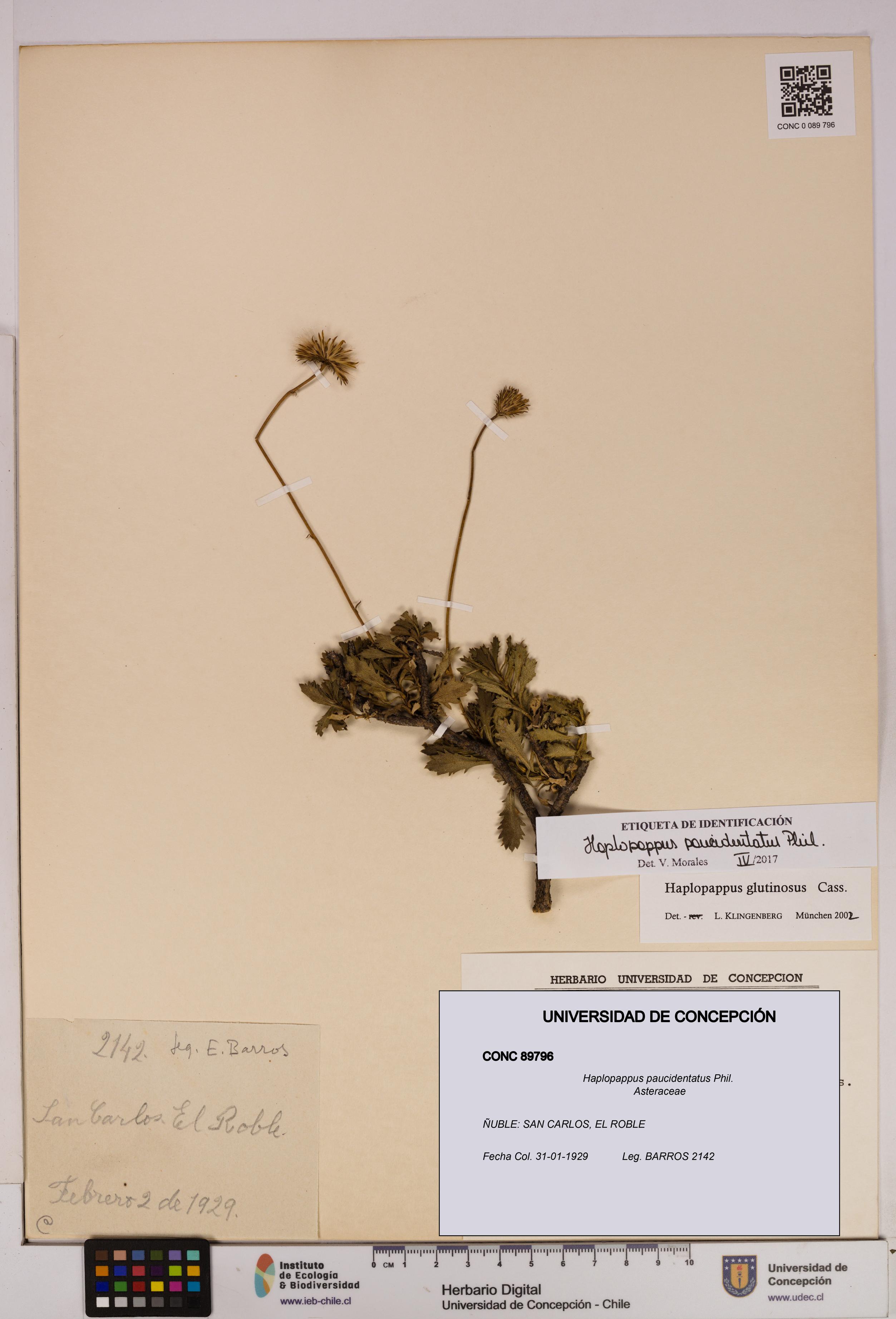 Haplopappus paucidentatus [Espécimen: UDEC:CONC:0089796]
