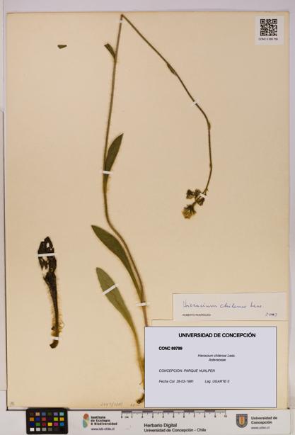 Hieracium chilense [Espécimen: UDEC:CONC:0089799]