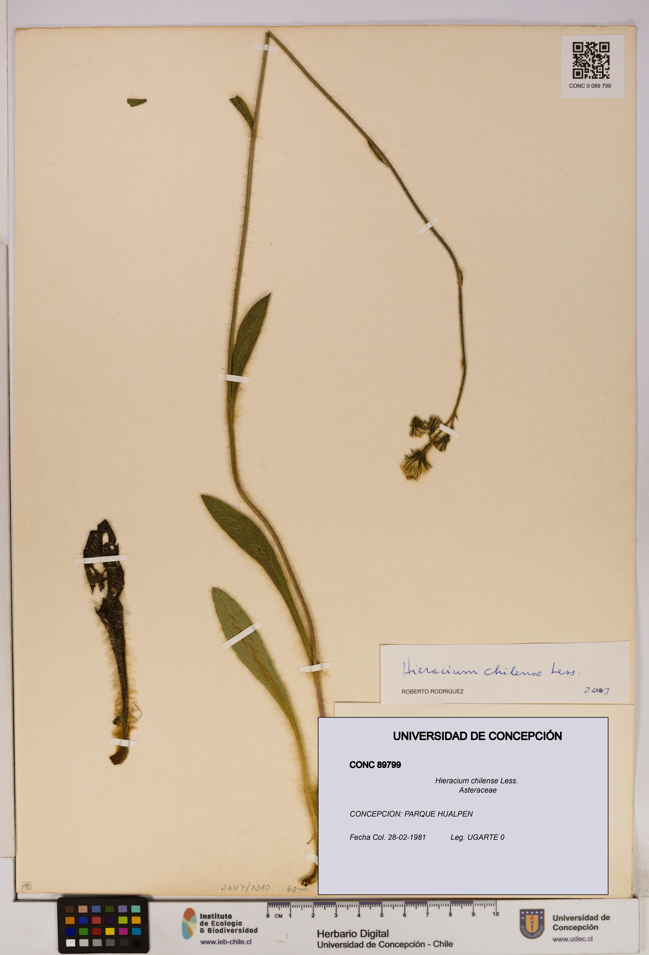 Hieracium chilense [Espécimen: UDEC:CONC:0089799]