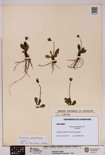 Hieracium antarcticum [Espécimen: UDEC:CONC:0089800]