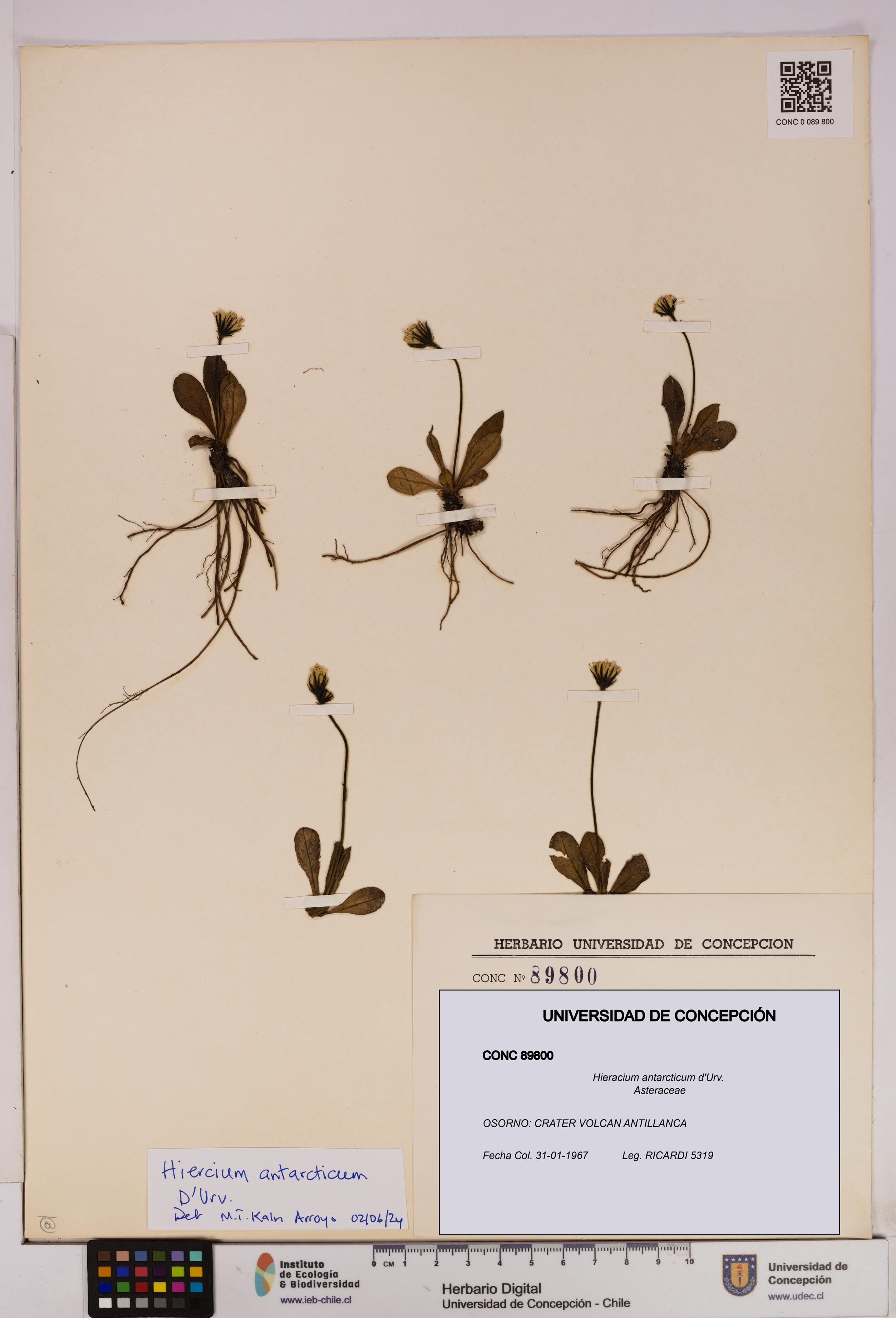 Hieracium antarcticum [Espécimen: UDEC:CONC:0089800]