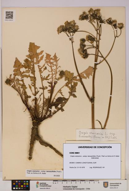 Crepis vesicaria [Espécimen: UDEC:CONC:0089801]