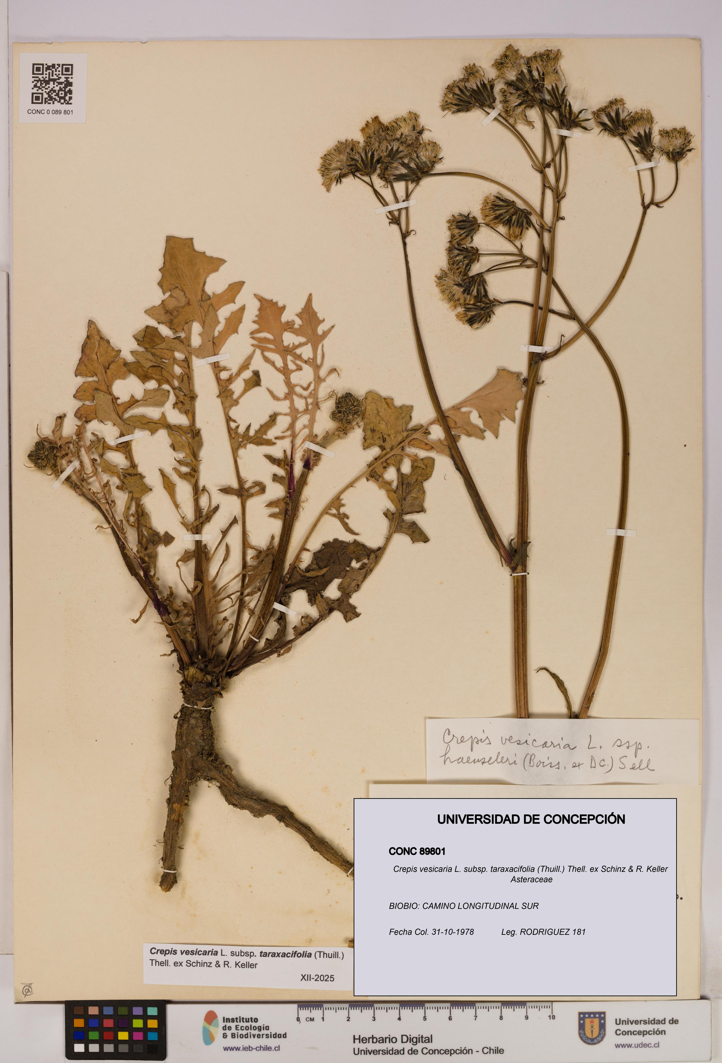 Crepis vesicaria [Espécimen: UDEC:CONC:0089801]