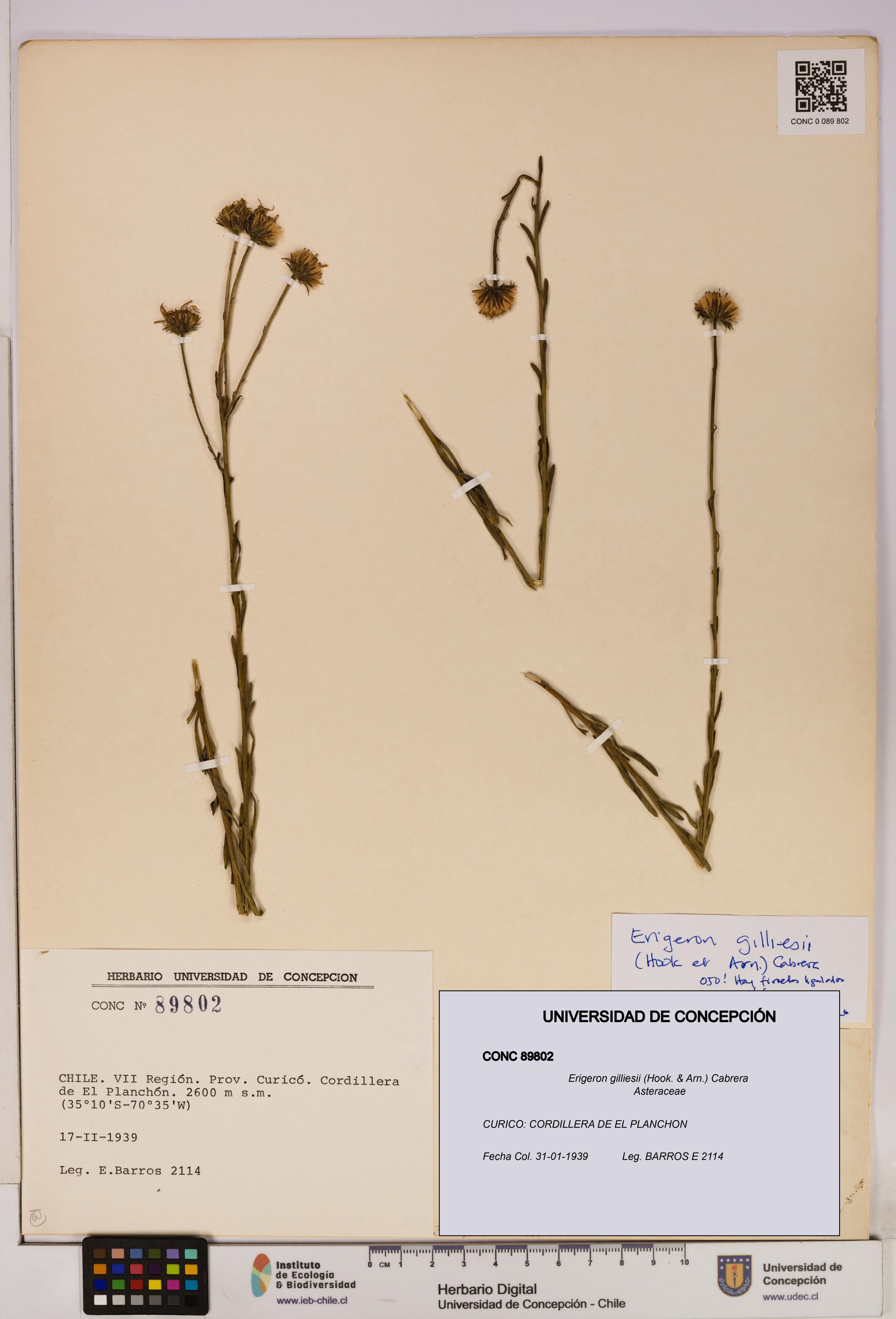 Erigeron gilliesii [Espécimen: UDEC:CONC:0089802]