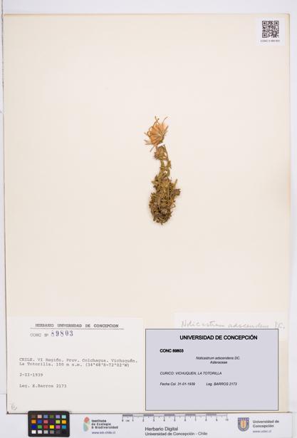 Noticastrum adscendens [Espécimen: ]