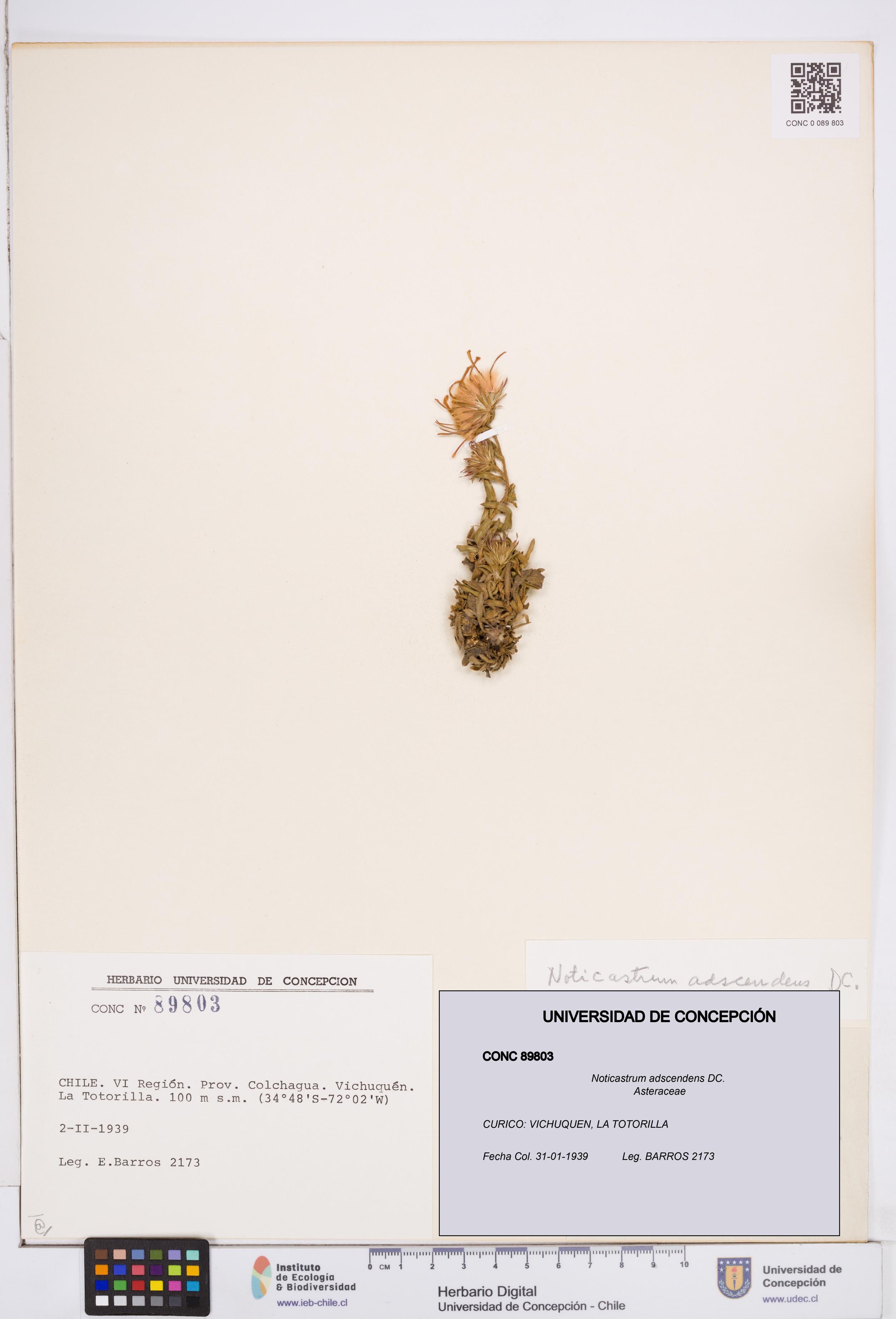 Noticastrum adscendens [Espécimen: ]