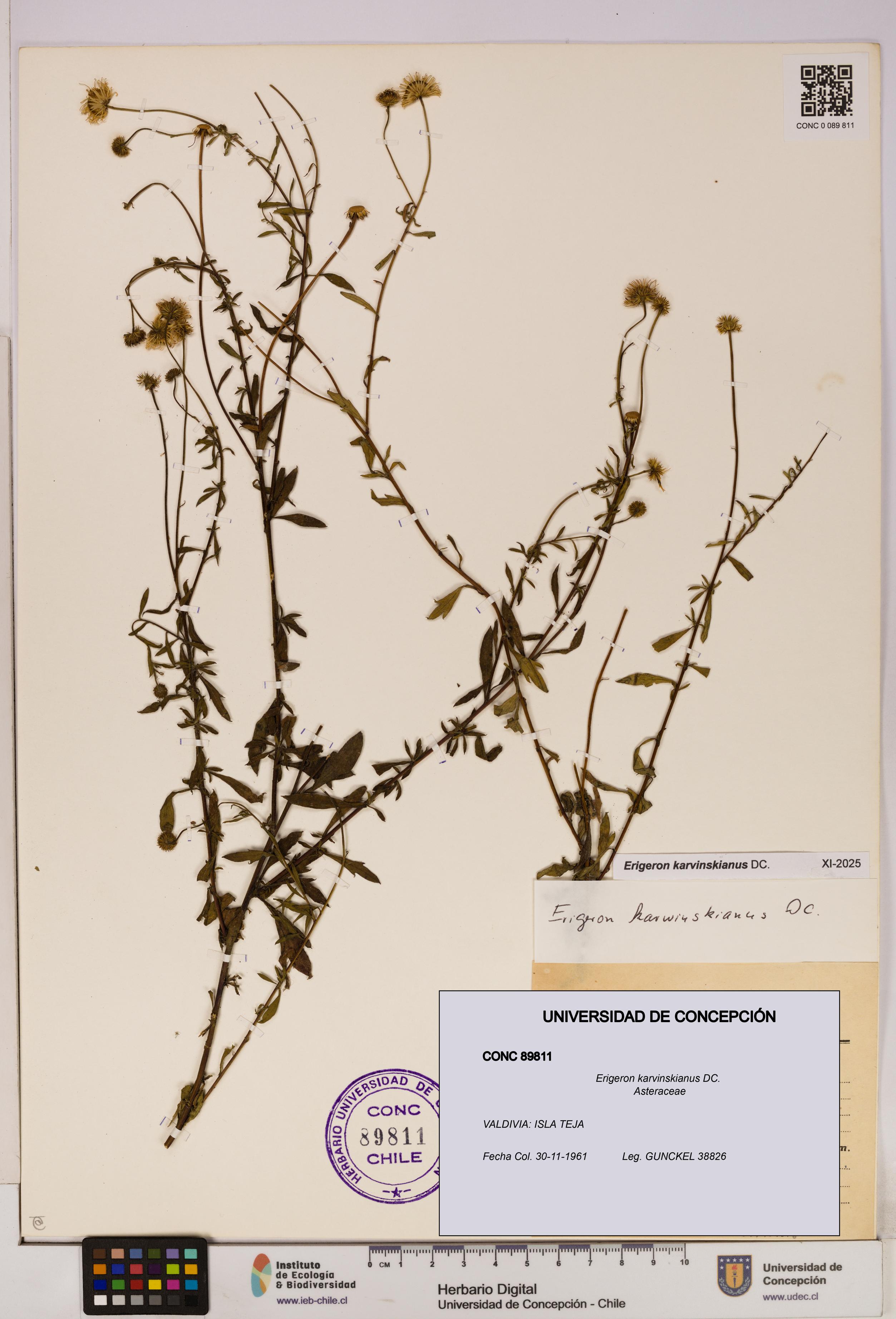 Erigeron karvinskianus [Espécimen: UDEC:CONC:0089811]