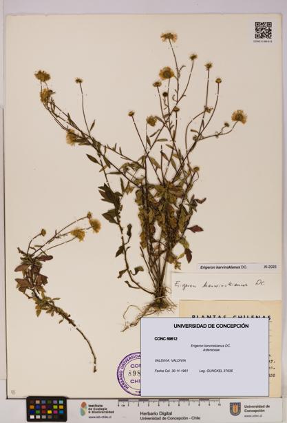 Erigeron karvinskianus [Espécimen: UDEC:CONC:0089812]