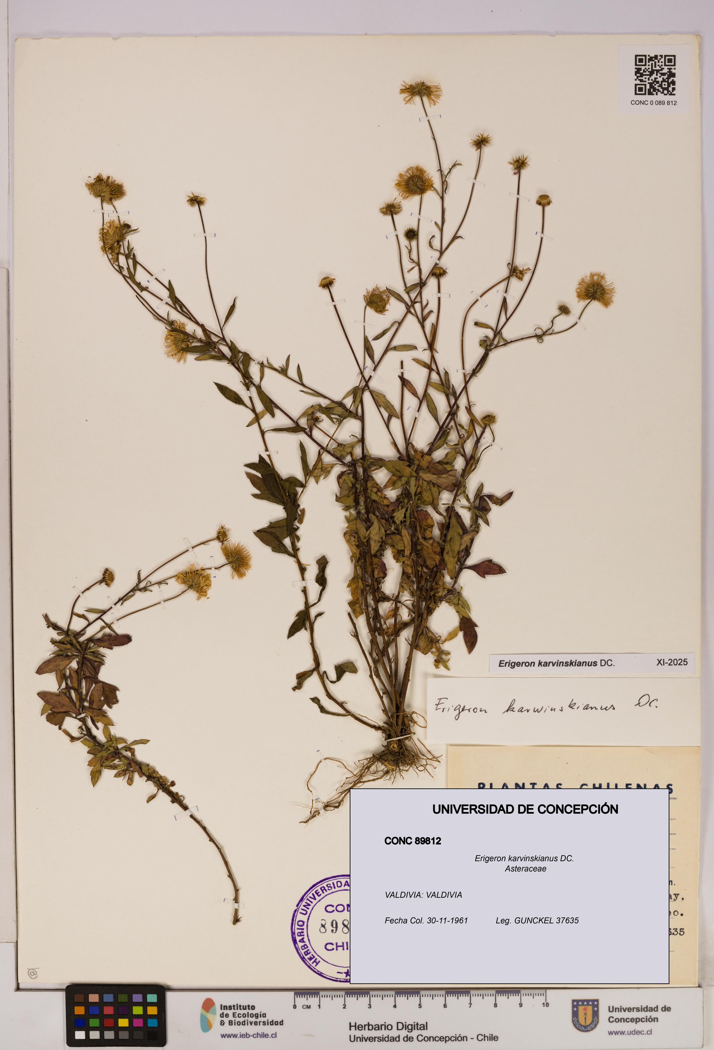 Erigeron karvinskianus [Espécimen: UDEC:CONC:0089812]