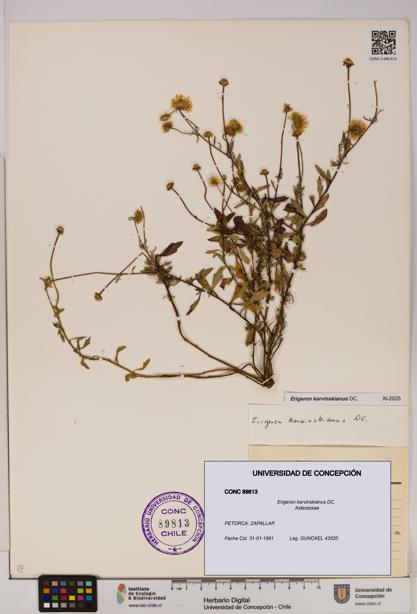 Erigeron karvinskianus [Espécimen: UDEC:CONC:0089813]