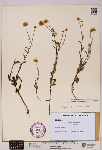 Erigeron karvinskianus [Espécimen: UDEC:CONC:0089814]