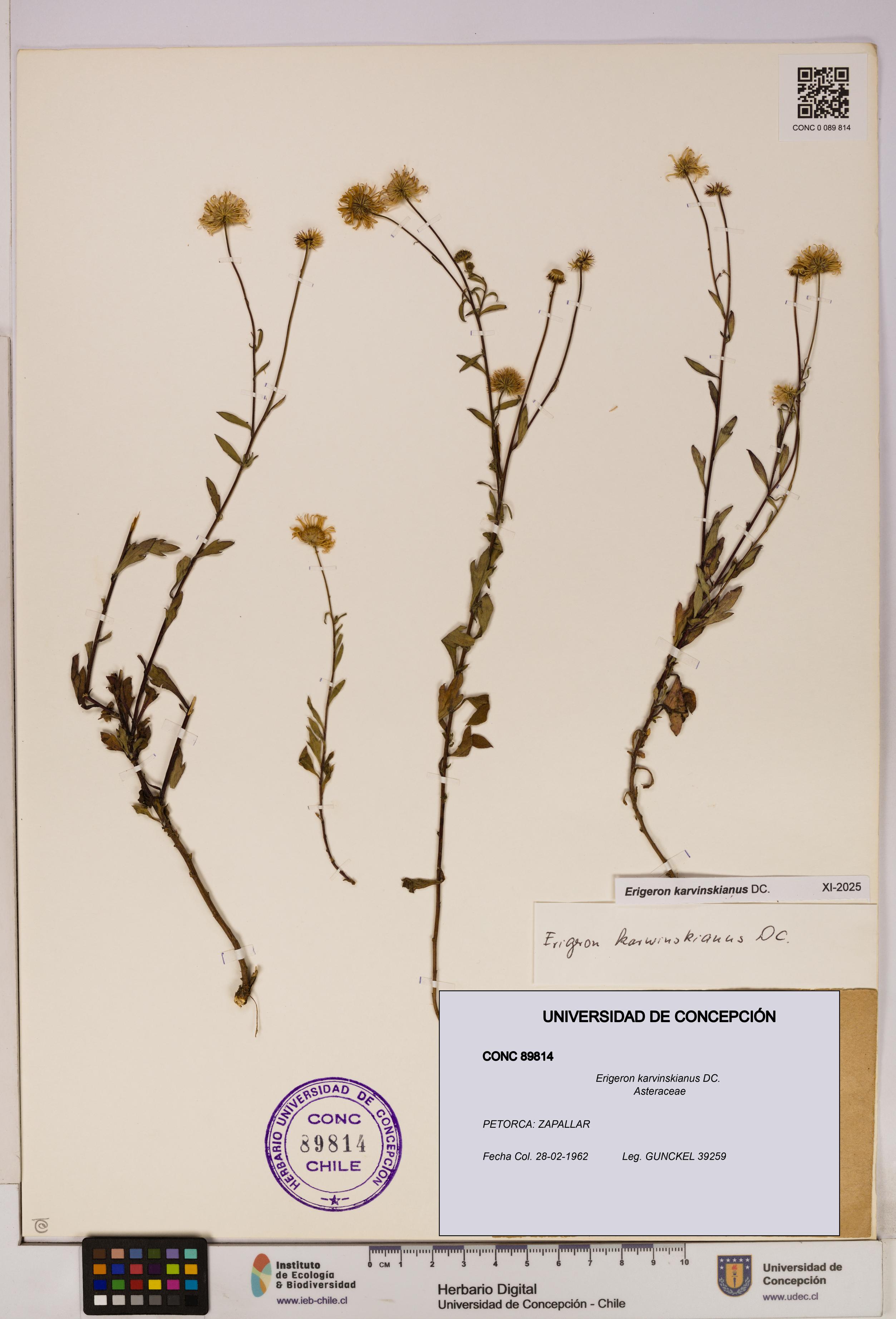 Erigeron karvinskianus [Espécimen: UDEC:CONC:0089814]