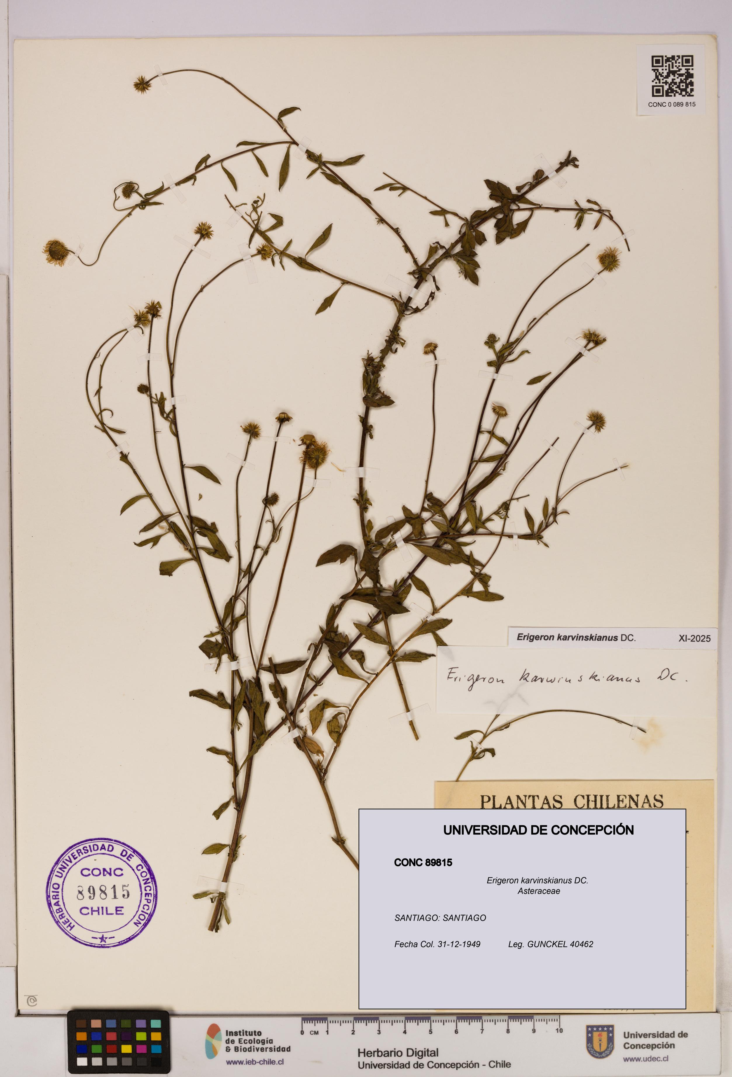Erigeron karvinskianus [Espécimen: UDEC:CONC:0089815]