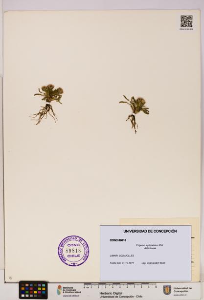 Erigeron leptopetalus [Espécimen: UDEC:CONC:0089818]