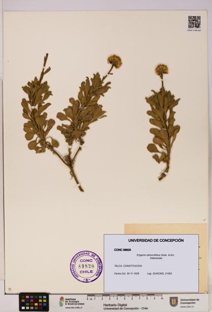 Erigeron othonnifolius [Espécimen: UDEC:CONC:0089820]