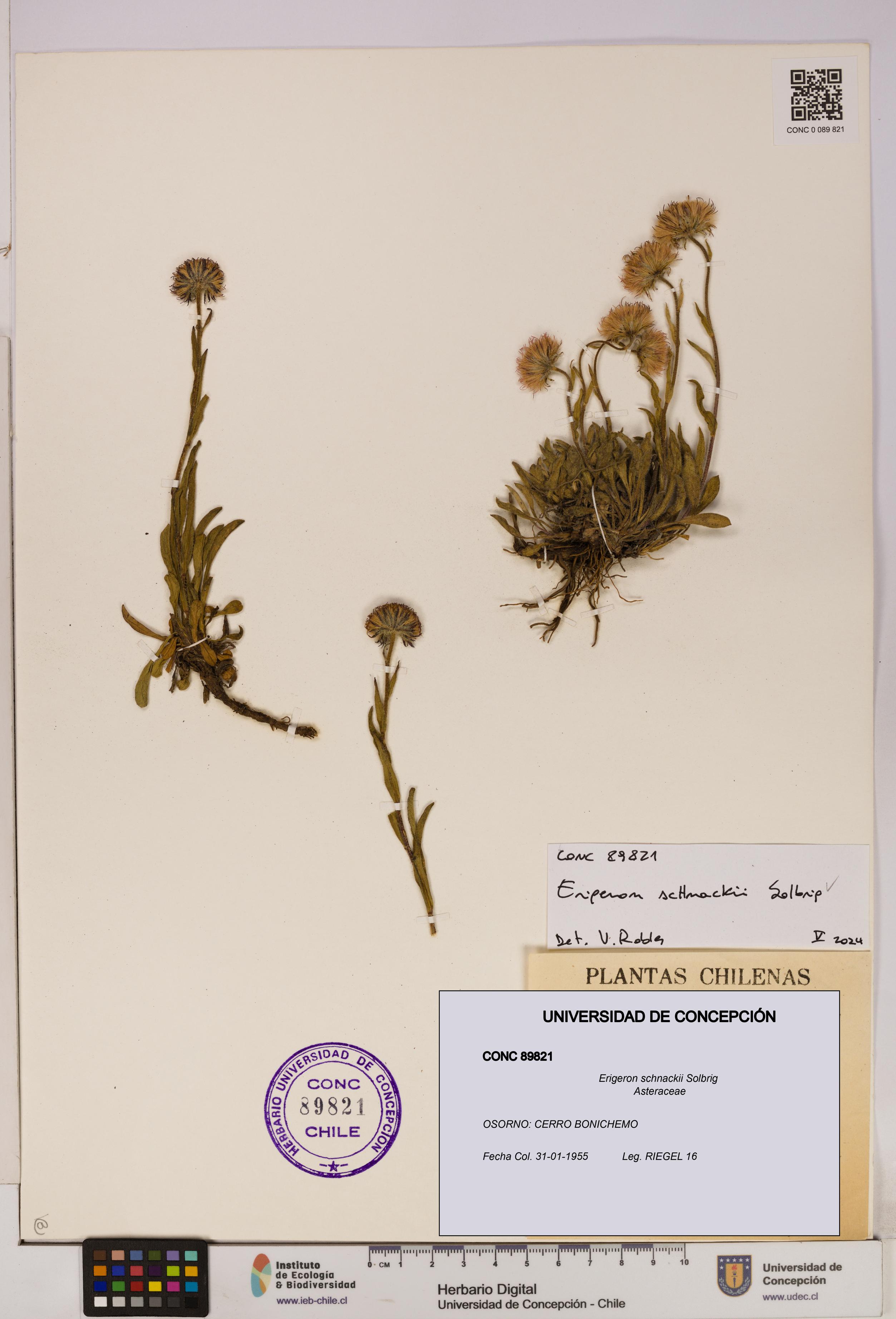 Erigeron schnackii [Espécimen: UDEC:CONC:0089821]