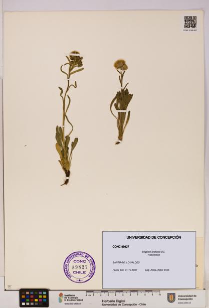 Erigeron andicola [Espécimen: UDEC:CONC:0089827]
