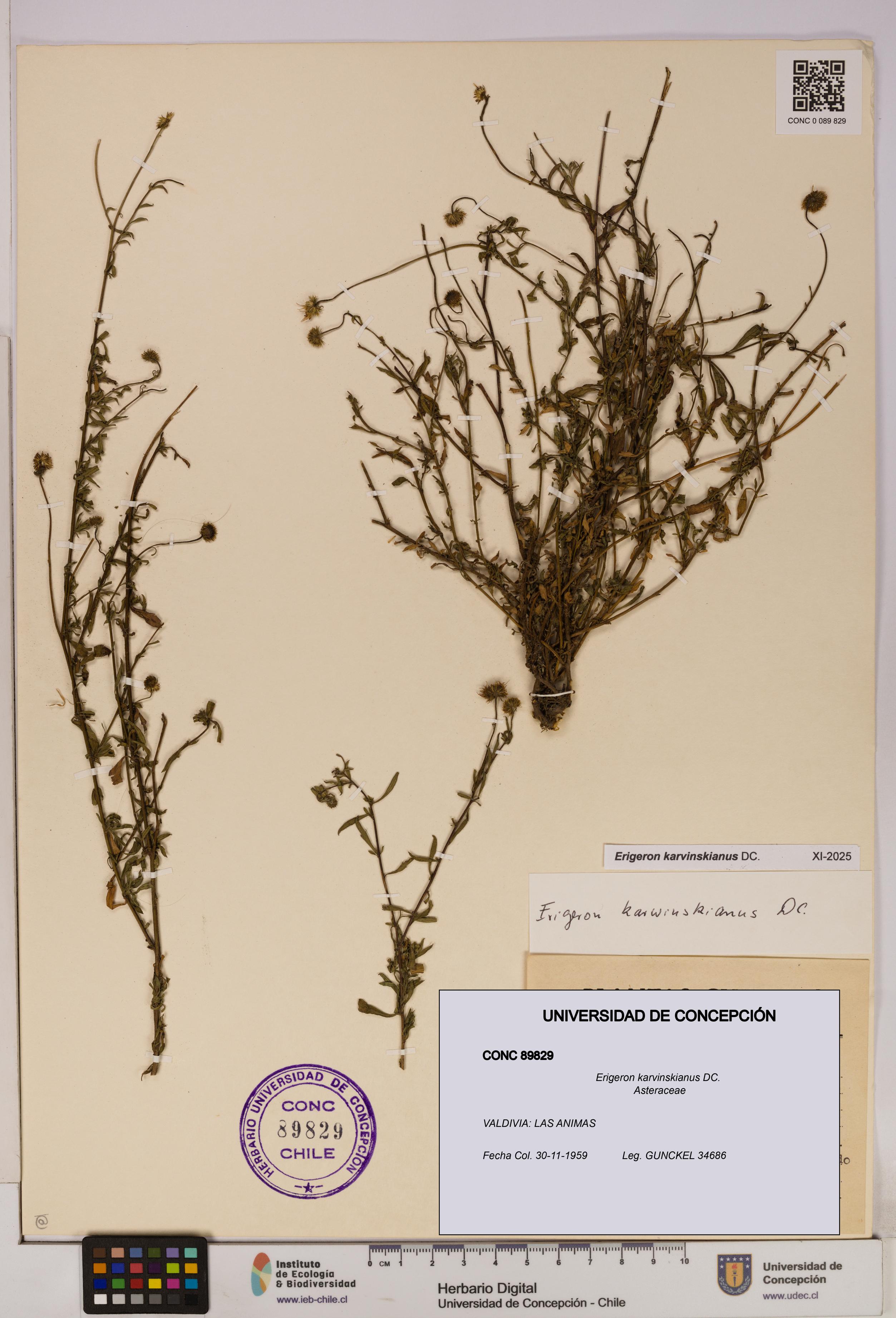 Erigeron karvinskianus [Espécimen: UDEC:CONC:0089829]