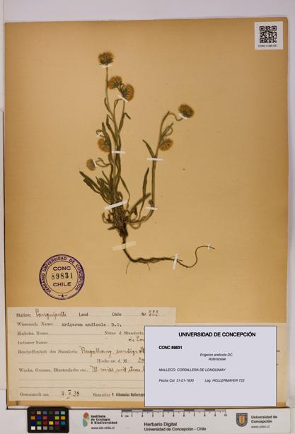 Erigeron andicola [Espécimen: UDEC:CONC:0089831]