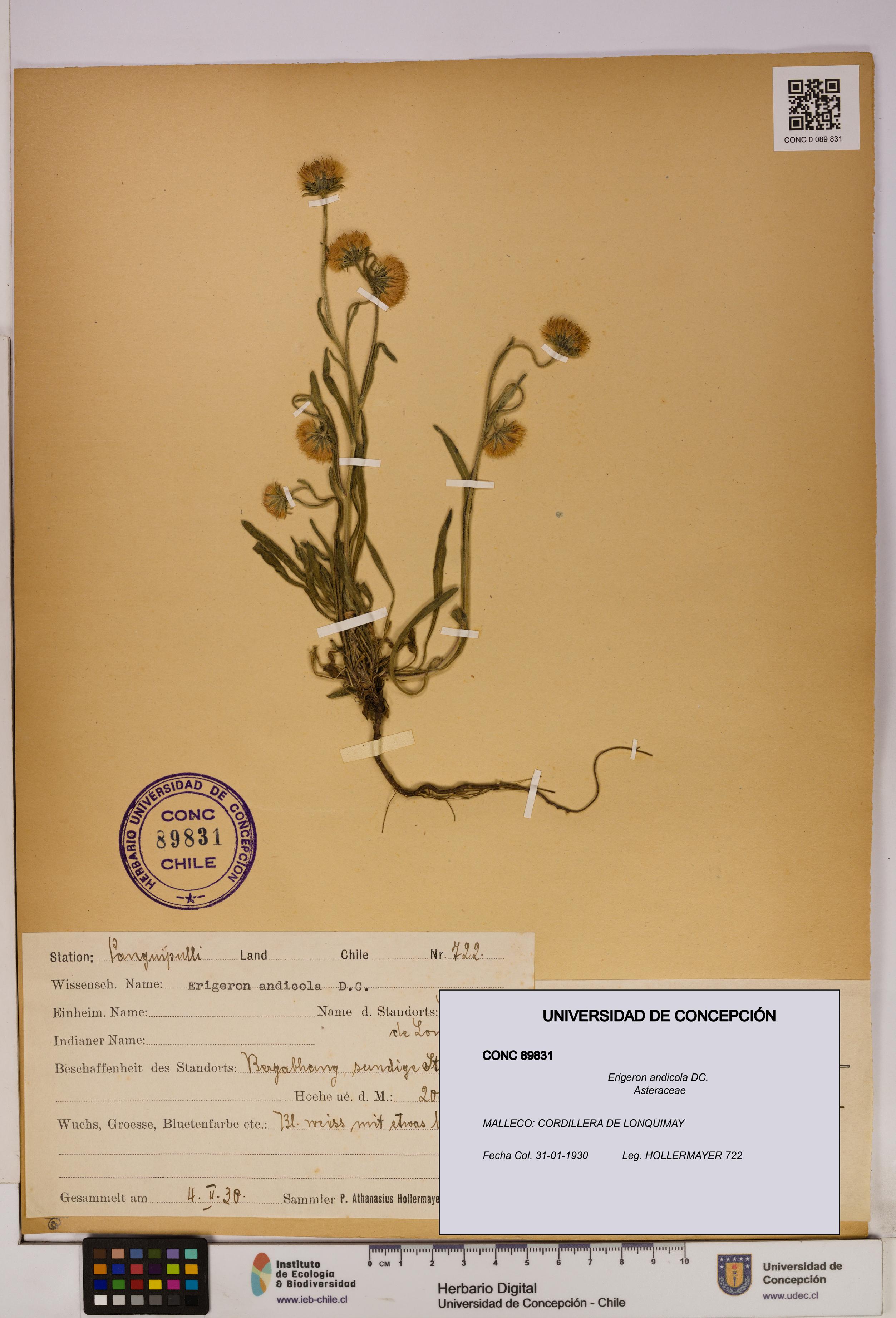 Erigeron andicola [Espécimen: UDEC:CONC:0089831]