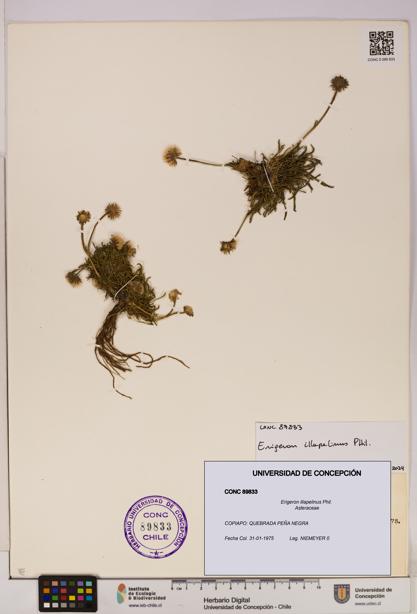 Erigeron illapelinus [Espécimen: UDEC:CONC:0089833]