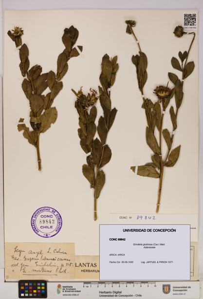 Grindelia glutinosa [Espécimen: UDEC:CONC:0089842]