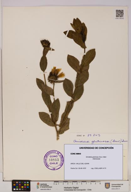 Grindelia glutinosa [Espécimen: UDEC:CONC:0089843]