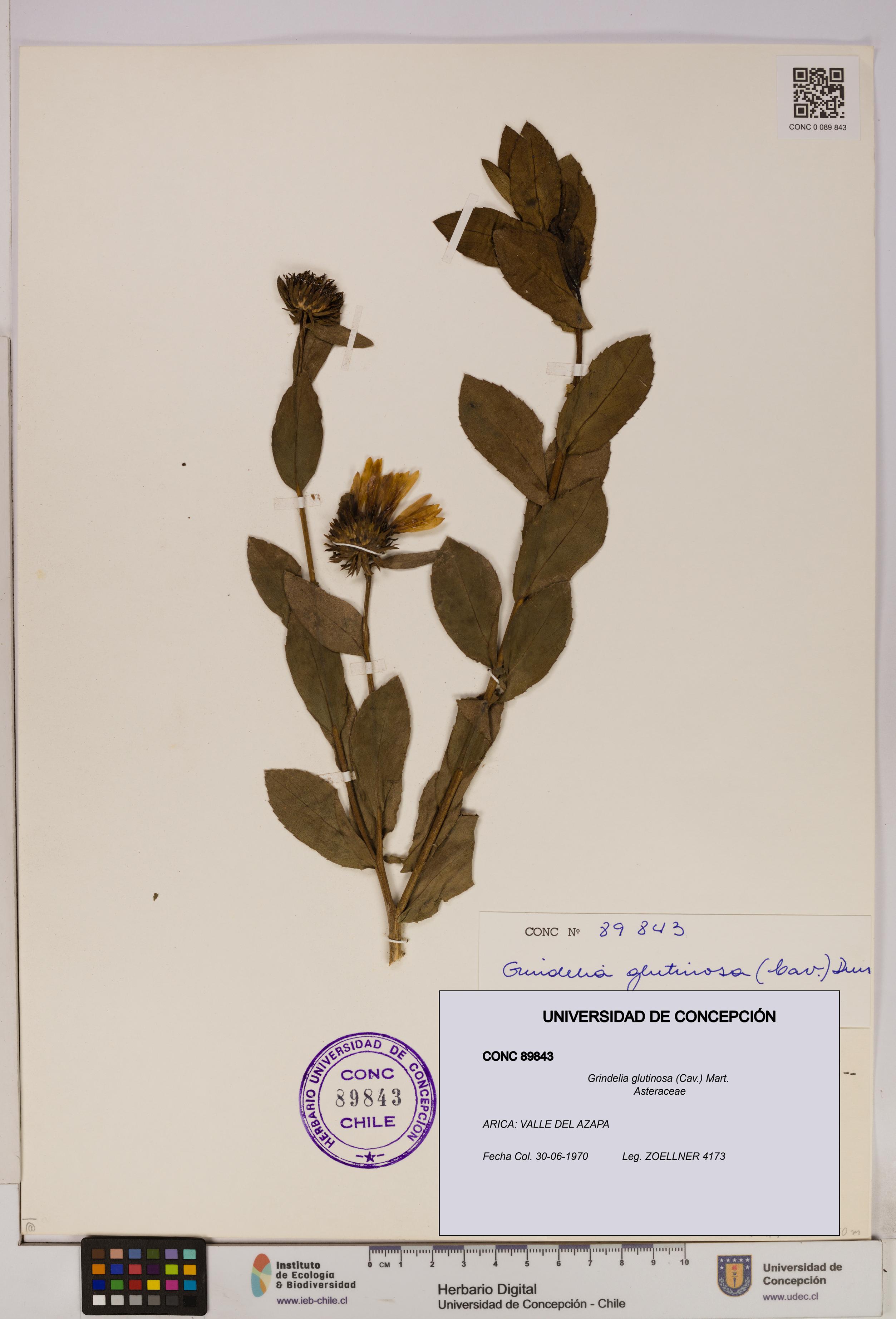 Grindelia glutinosa [Espécimen: UDEC:CONC:0089843]