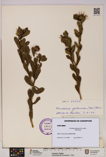 Grindelia glutinosa [Espécimen: UDEC:CONC:0089845]