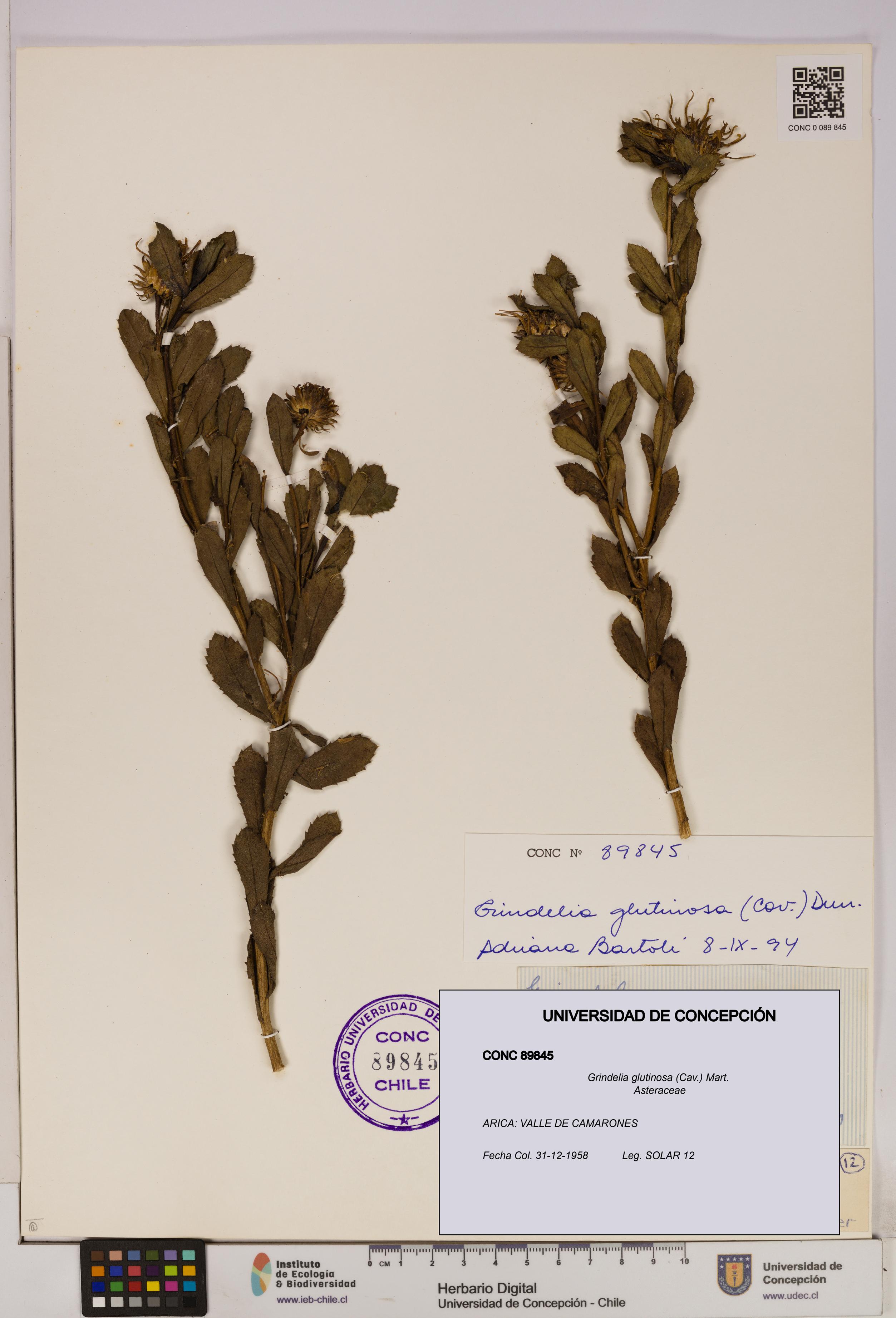 Grindelia glutinosa [Espécimen: UDEC:CONC:0089845]