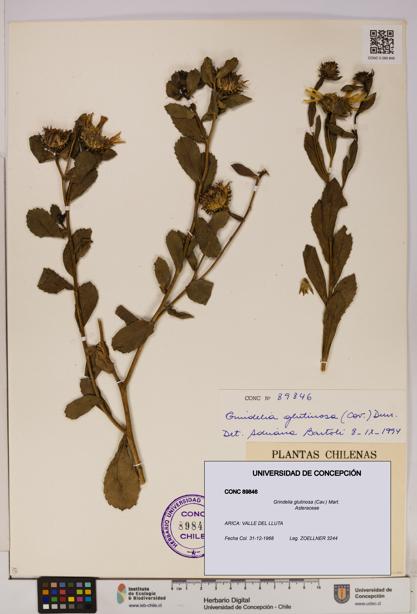 Grindelia glutinosa [Espécimen: UDEC:CONC:0089846]