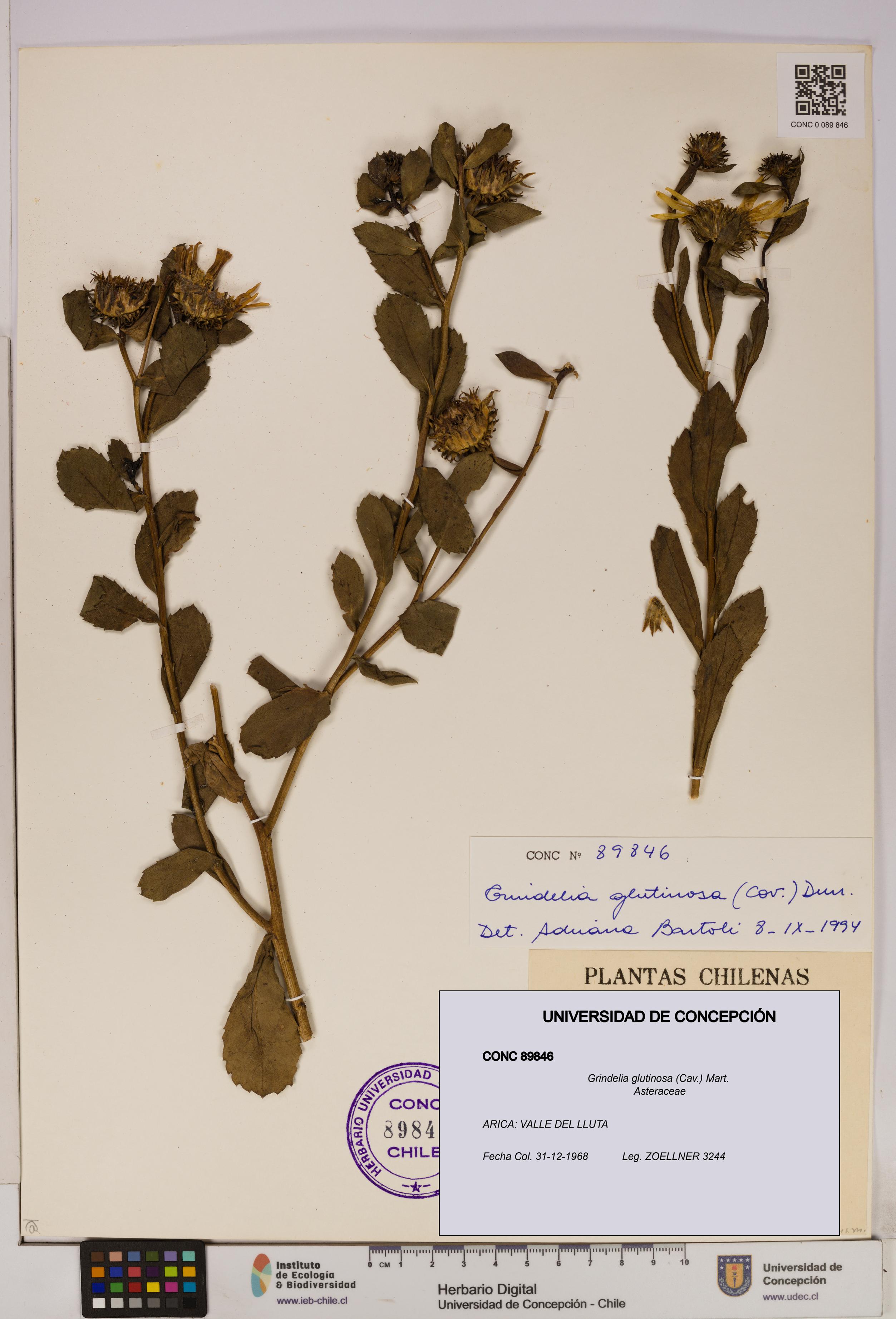 Grindelia glutinosa [Espécimen: UDEC:CONC:0089846]