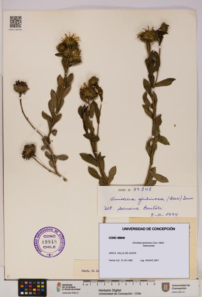 Grindelia glutinosa [Espécimen: UDEC:CONC:0089848]