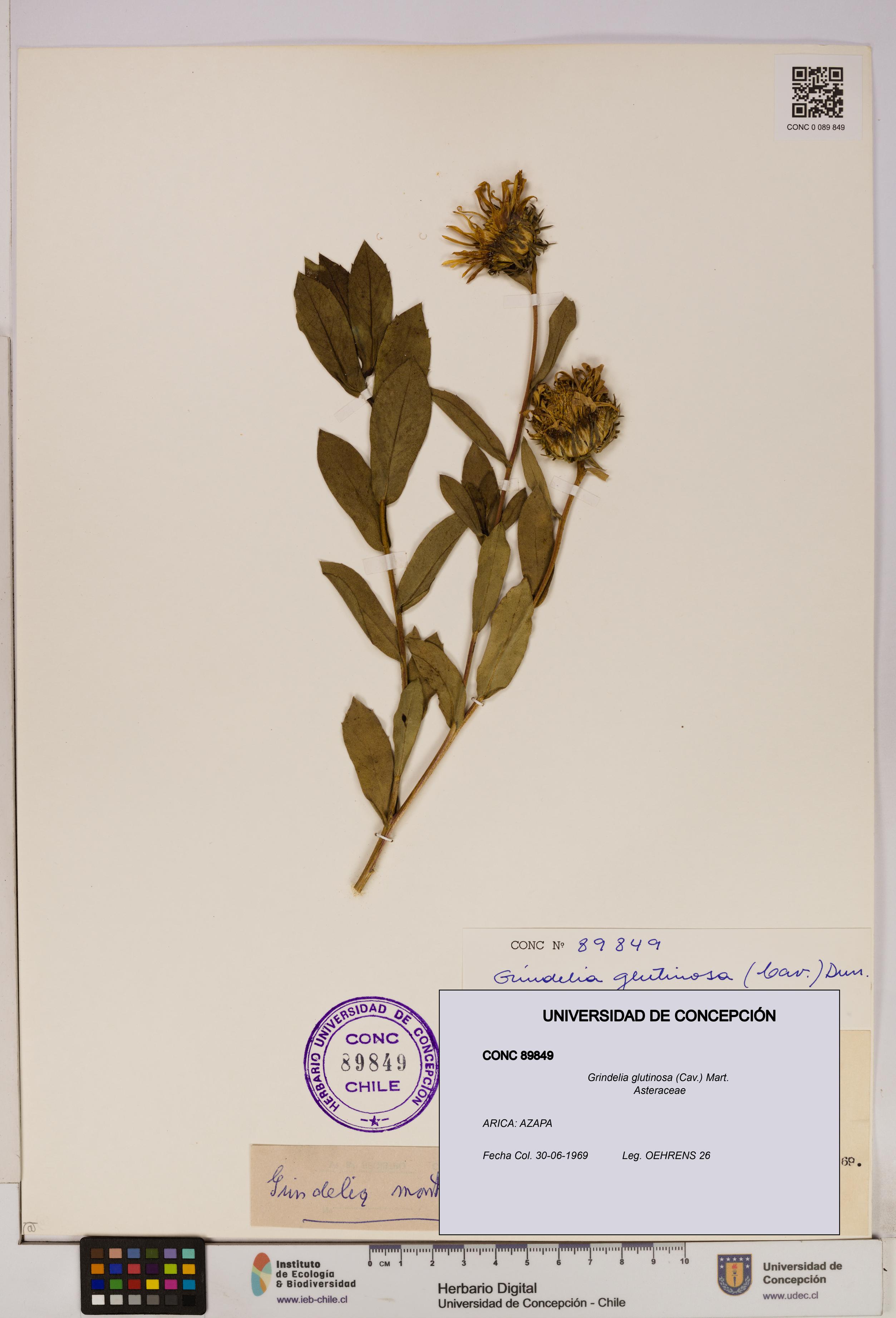 Grindelia glutinosa [Espécimen: UDEC:CONC:0089849]