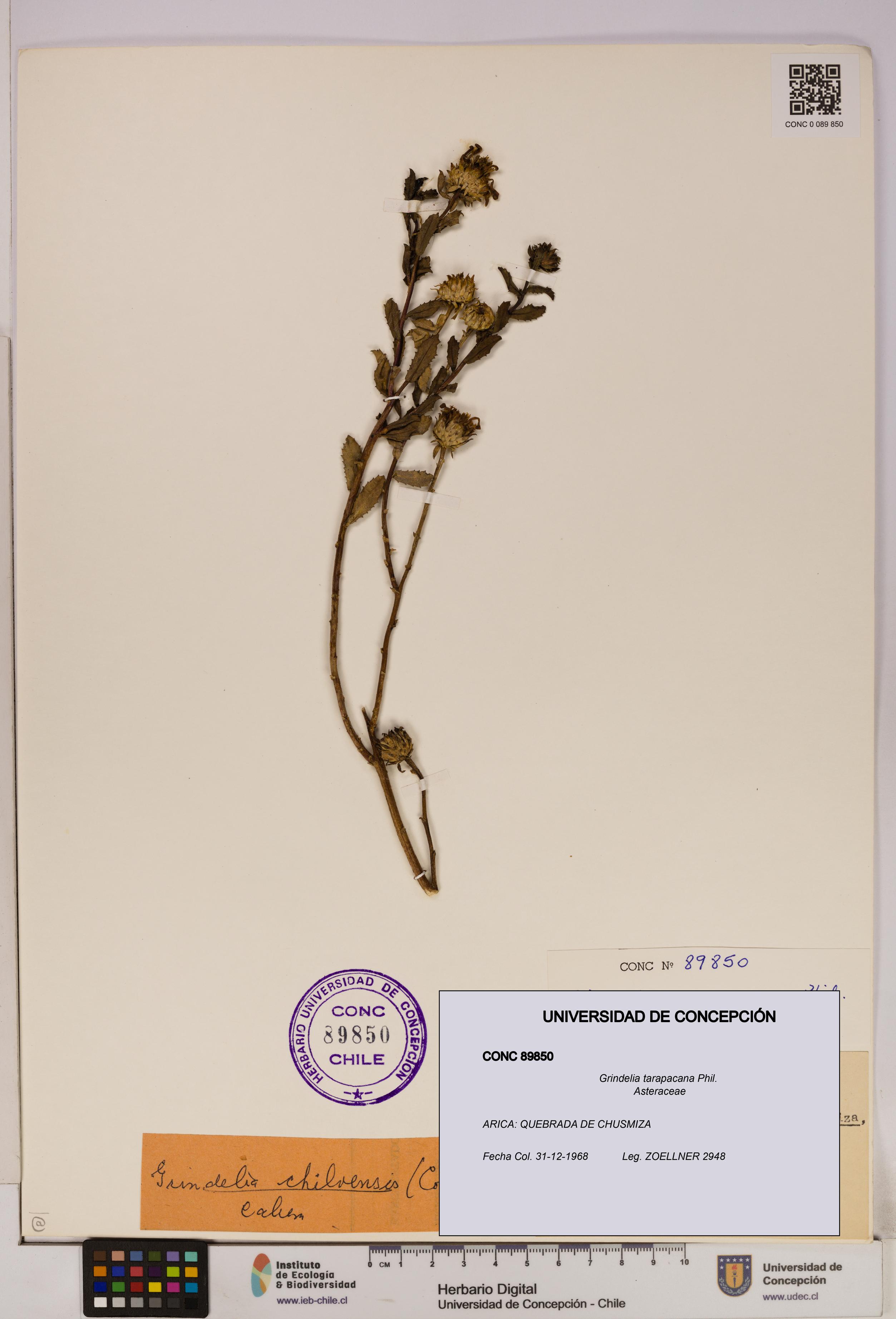 Grindelia tarapacana [Espécimen: UDEC:CONC:0089850]